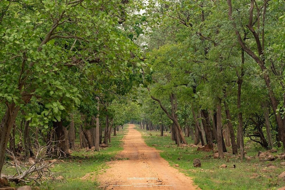 चंद्रपूर जिल्ह्यातील ताडोबा जंगल ठरतेय पर्यटकांचे आकर्षण   व्याघ्रदर्शनासह निसर्गसौंदर्याचा अनुभव घेण्यासाठी पर्यटकांची वाढती पसंती.