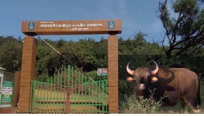 दाजीपूर अभयारण्य