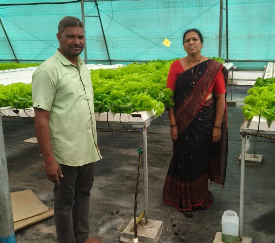 कराडच्या मानसी कुलकर्णींनी 'हायड्रोपोनिक्स' तंत्राने फुलवले नंदनवन